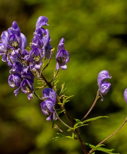 aconitum2-georg-gapp