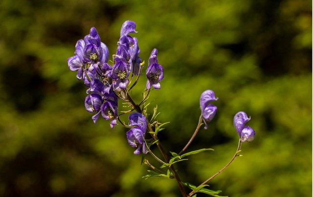 aconitum2-georg-gapp