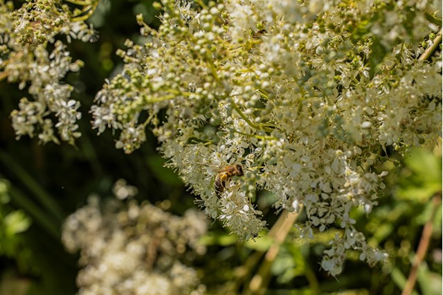 filipendula1-georg-gapp