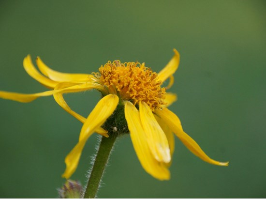 Arnica (Arnica montana)