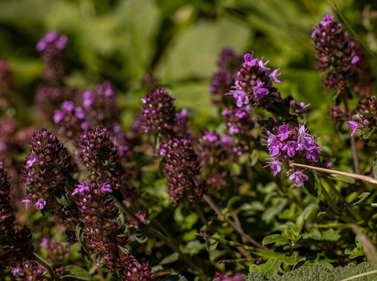 Timo serpillo (Thymus Pulegioides)