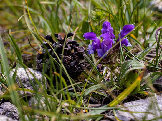 Prunella (Prunella vulgaris)