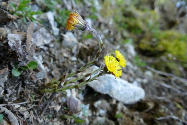 huflattich-tussilago-farfara