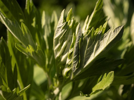 Artemisia (Artemisia vulgaris)