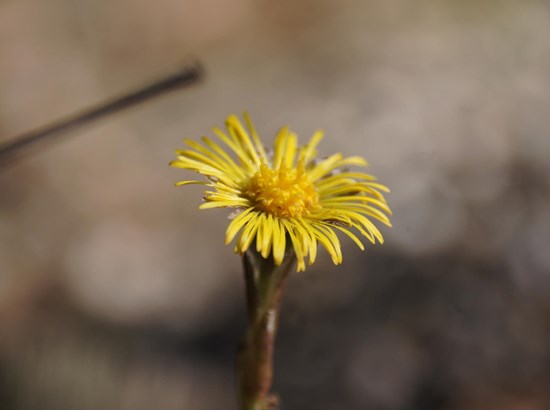 Tussilago farfara (Tussilago farfara)