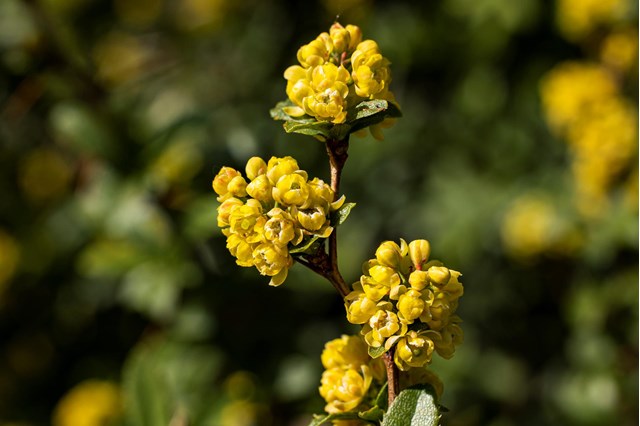 berberis2bluete-georg-gapp