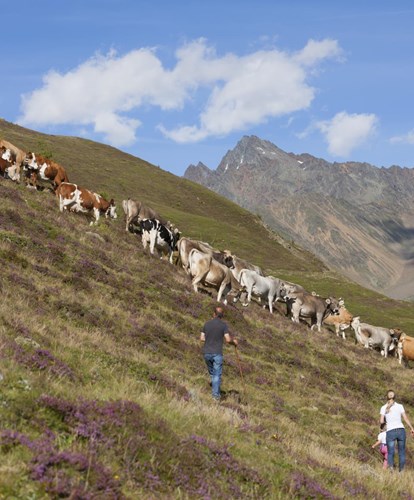 vieh-alm-berge