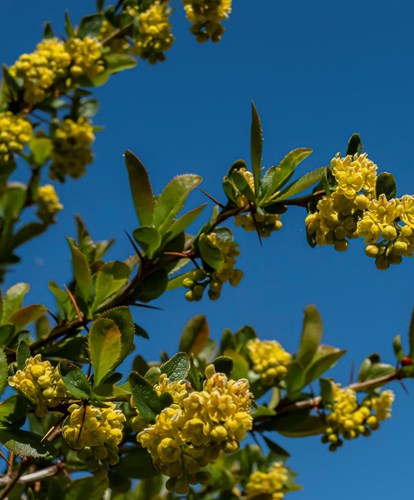 berberis1-georg-gapp