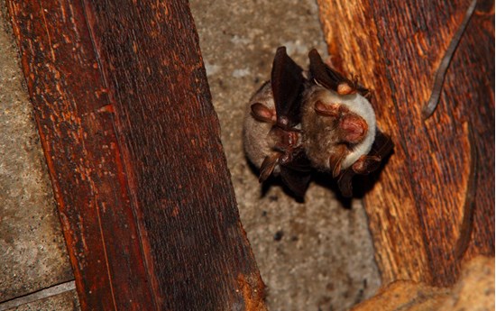 Citizen science