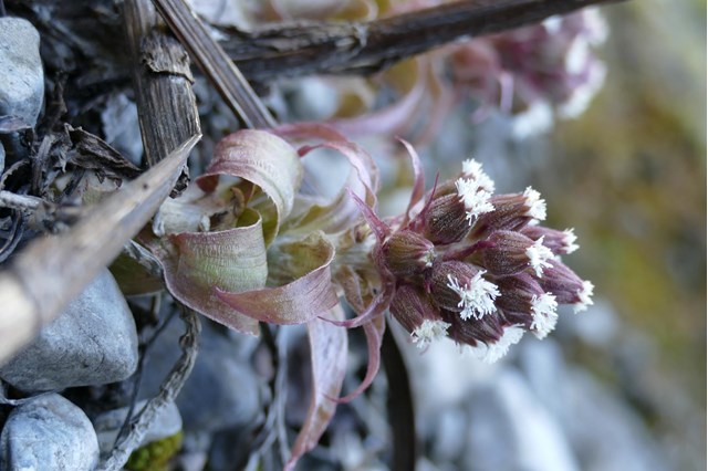 alpenpestwurz-petasites-paradoxus-3