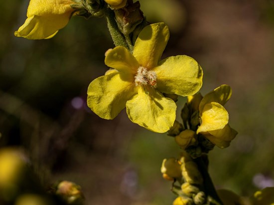 Great Mullein (Verbascum densiflorum)