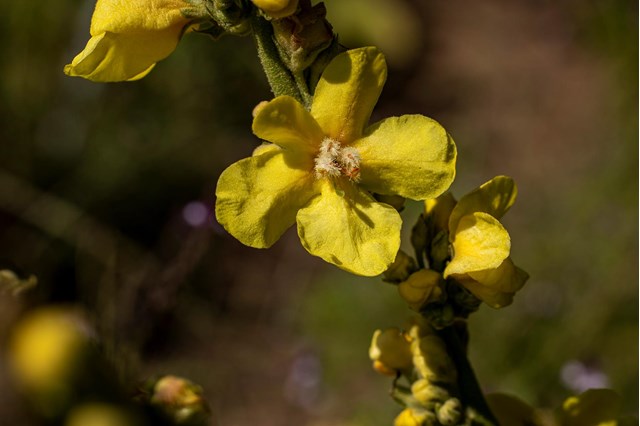 verbascum3-georg-gapp