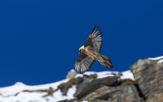 Bearded Vulture spotted?