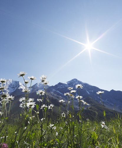 o-sulden-mg-Berge-Wiese-sonne