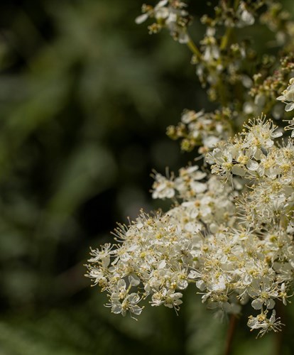 filipendula3-georg-gapp