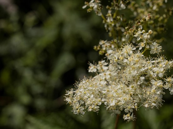 Meadowsweet (Filipendula ulmaria)