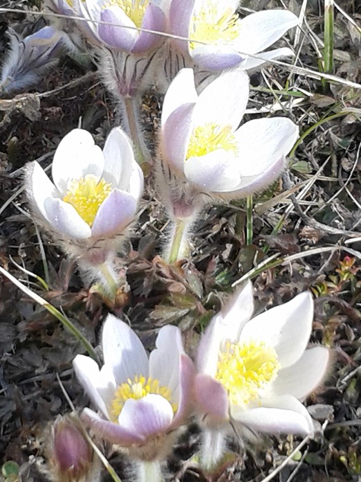 20160510-173428-pulsatilla-vernalis-fruehlings-kuechenschelle-passo-foscagno-platter