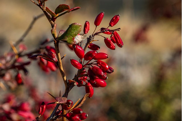 berberis3-georg-gapp