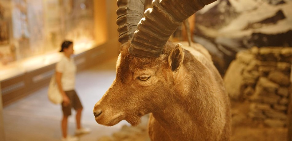 Centri visitatori e musei