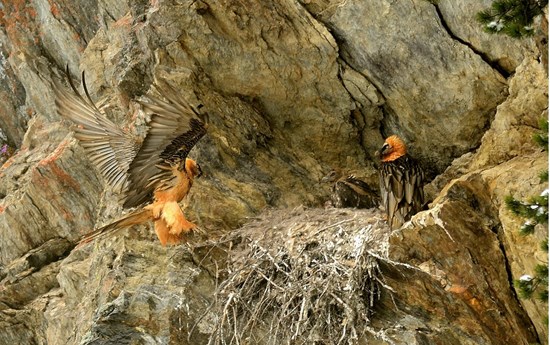 progetto di reintroduzione del gipeto barbuto