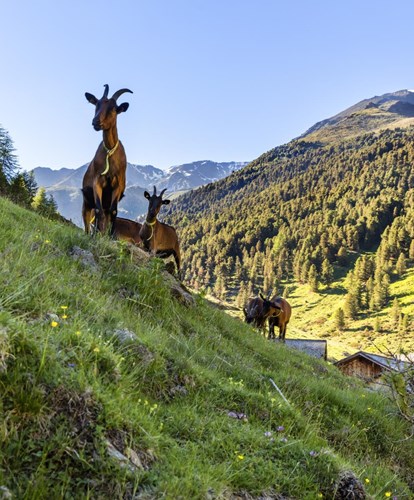 ziegen-berge-huetteschl