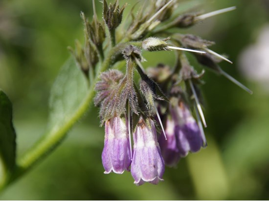 Beinwell (Symphytum officinale)