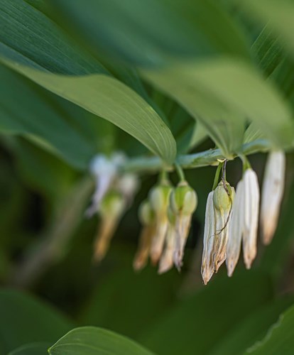 polygonatum3-georg-gapp