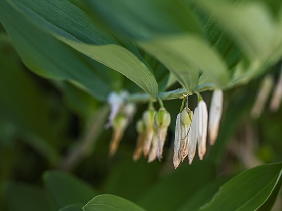 Vielblütiger Salomonsiegel (Polygonatum multiflorum)