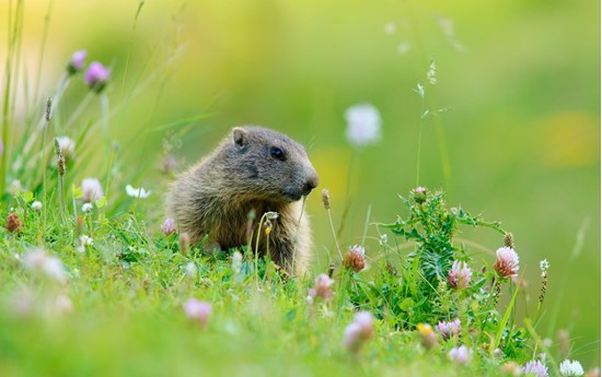 Ricerca marmotta alpina