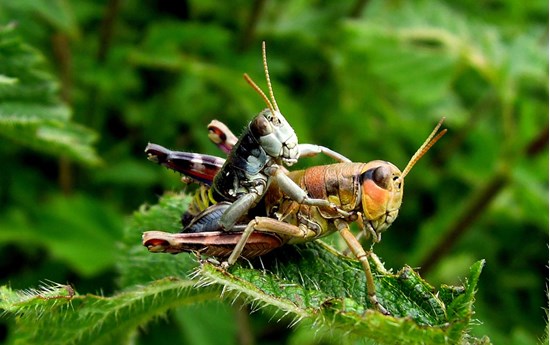 Monitoraggio della Biodiversità Faunistica Alpina in relazione ai cambiamenti climatici