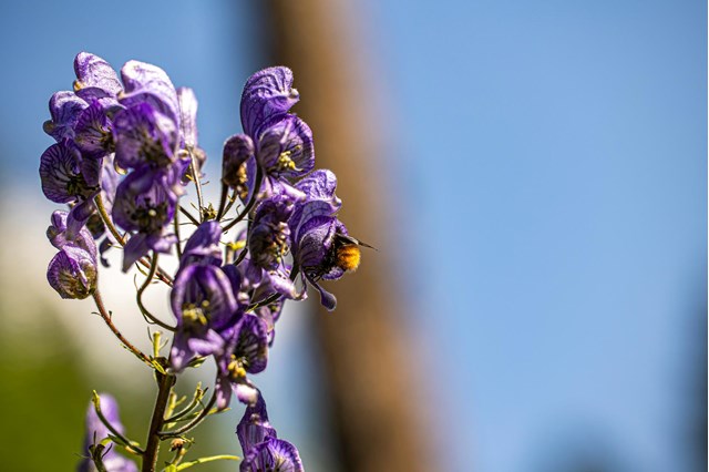 aconitum1-georg-gapp