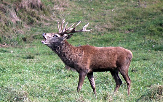 Gestione del cervo rosso nel parco