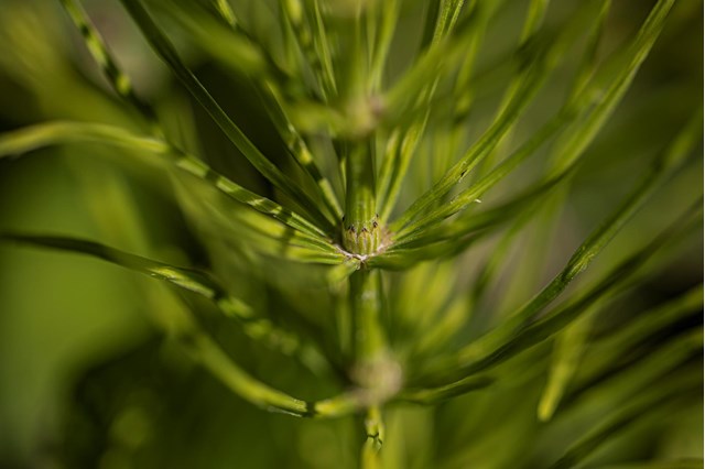 equisetum1-georg-gapp