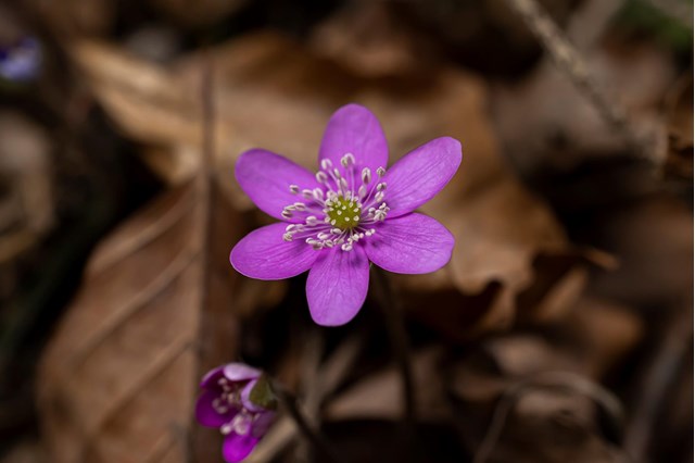 hepatica2-georg-gapp