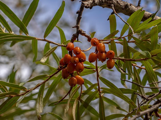 Olivello spinoso (Hippophea rhamnoides)