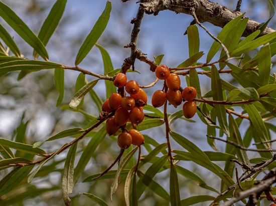 Sea Buckthorn (Hippophea rhamnoides)