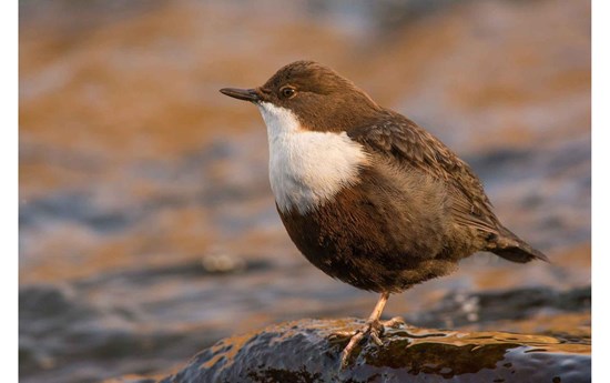 Wasseramsel