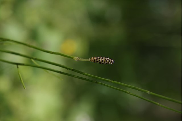 equisetum-palustre-georg-gapp