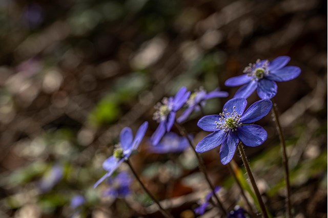 hepatica1-georg-gapp