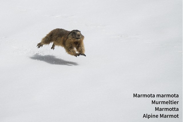 338b2-marmotta-nella-neve-annamaria-pernstich-3-fauna[4]