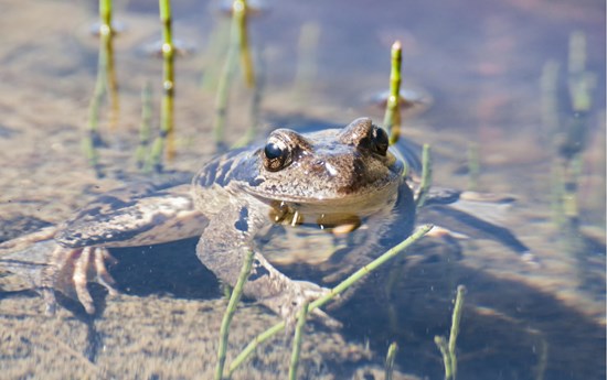 Monitoring von Amphibien und Reptilien