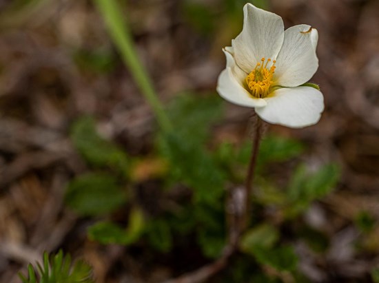 Silberwurz (Dryas octopetala)