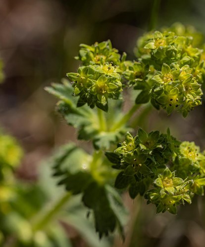 alchemilla2-georg-gapp-1