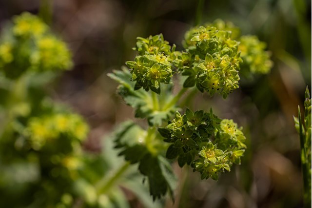 alchemilla2-georg-gapp-1