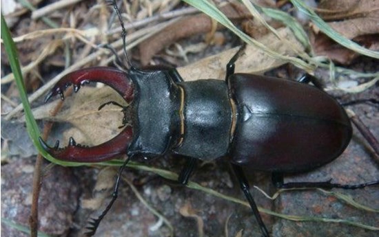 European stag beetle wanted