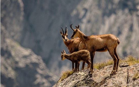 Erforschung der Interaktionen zwischen Hirsch und Gämse