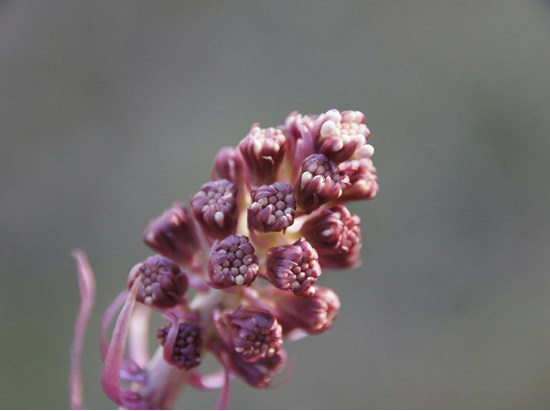 Butterbur (Petasites hybridus)