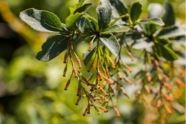 berberis4-georg-gapp