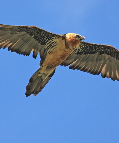 Bartgeier 11. Fotowettbewerb