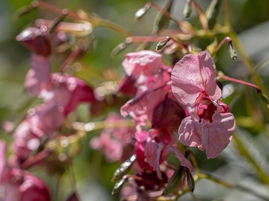 Drüsiges Springkraut (Impatiens glandulifera)